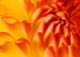 A0012 – Orange Blume nah, BLUME: Dahlie